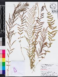 Pteris bahamensis image