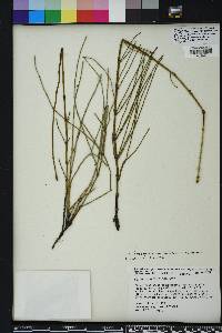 Equisetum ramosissimum subsp. ramosissimum image