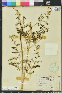 Pteridium caudatum image