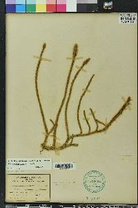 Lycopodiella x copelandii image