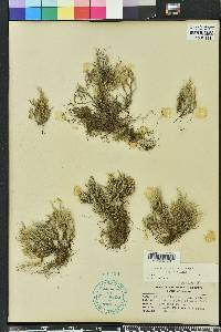 Selaginella arenicola image