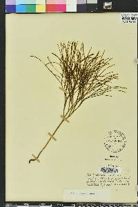 Psilotum nudum image