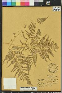 Pteridium latiusculum var. pseudocaudatum image