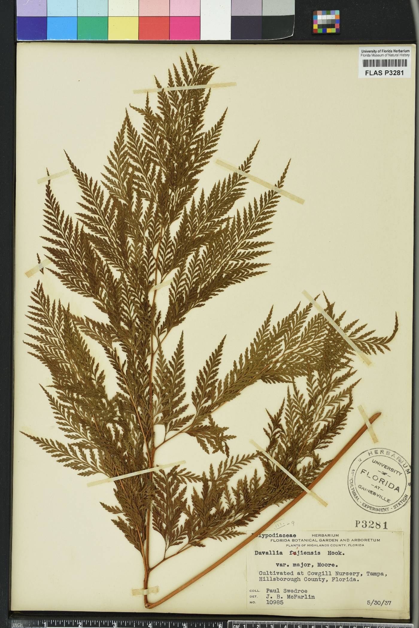 Davalliaceae image