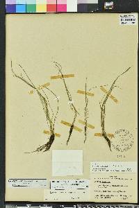 Isoetes flaccida image