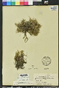 Selaginella arenicola image