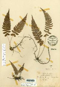 Blechnum appendiculatum image