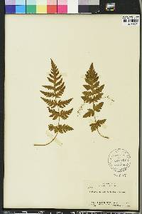 Tectaria coriandrifolia image