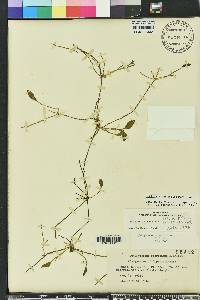 Ophioglossum petiolatum image