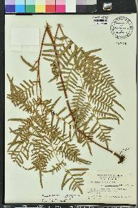 Pteridium latiusculum var. pseudocaudatum image