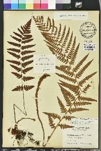 Dryopteris ludoviciana image