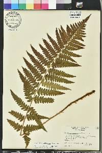 Dryopteris ludoviciana image