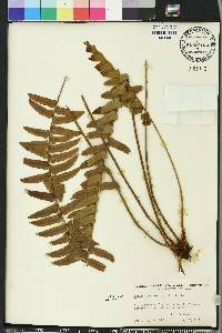 Nephrolepis exaltata image