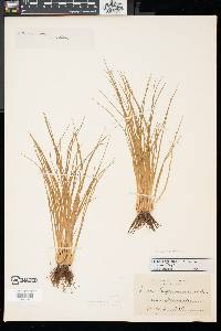 Isoetes engelmannii image