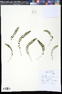 Asplenium viride image