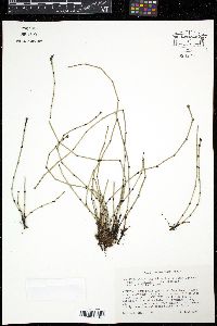 Image of Hippochaete variegata